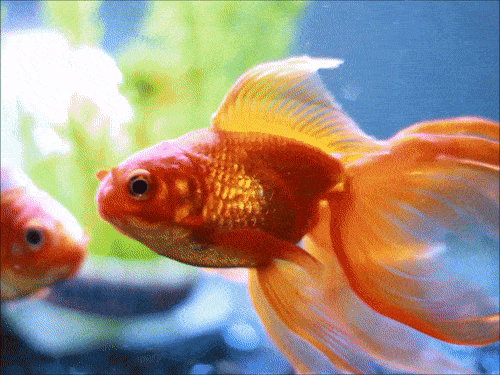 Resultado de imagen para goldfish gif