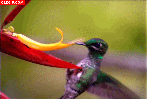Resultado de imagen para colibrí gif