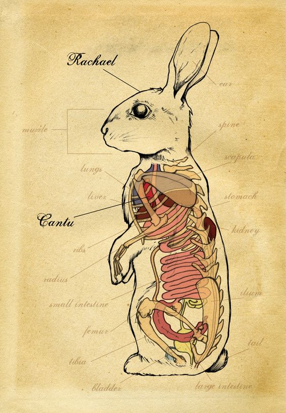 rabbit anatomy (Heather Tompkins)