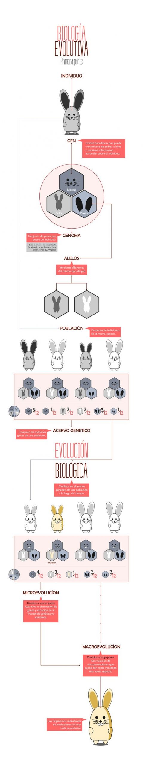 infografía_evolucion_biologica