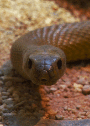 Resultado de imagen para taipan snake gif