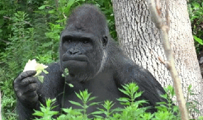 Resultado de imagen para gorilla gif