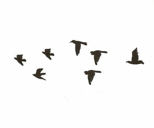 Resultado de imagen para birds flying gif