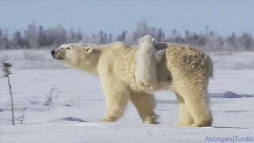 Resultado de imagen para polar bear gif