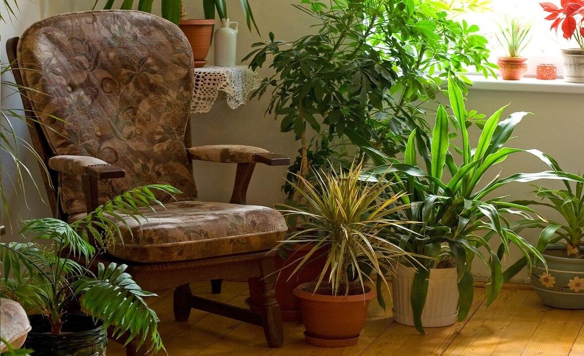 Resultado de imagen para plantas dentro de casa